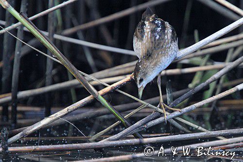 Zielonka, Porzana parva, The Little Crake, fot. A. & W. Bilińscy Bank zdjęć