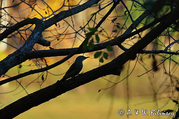 Dzięcioł zielonosiwy, Picus canus