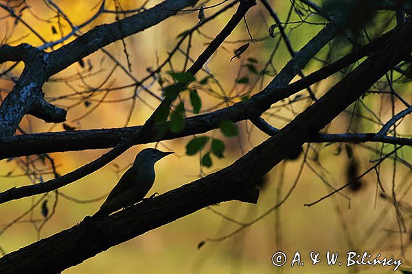 Dzięcioł zielonosiwy, Picus canus