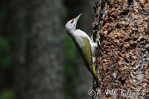 dzięcioł zielonosiwy Picus canus