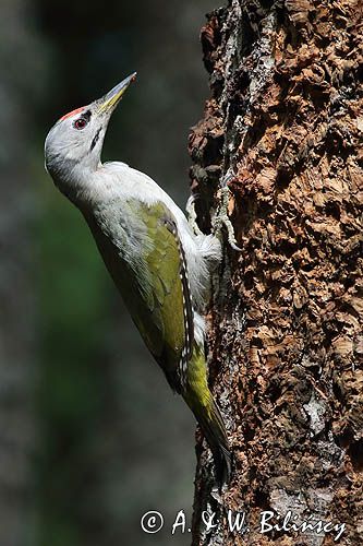 dzięcioł zielonosiwy Picus canus