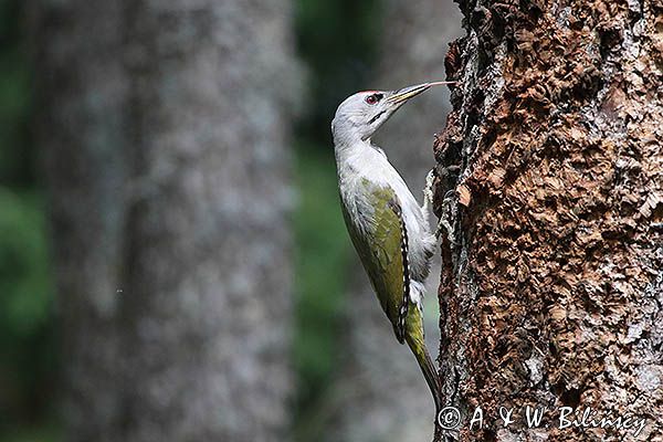 dzięcioł zielonosiwy Picus canus