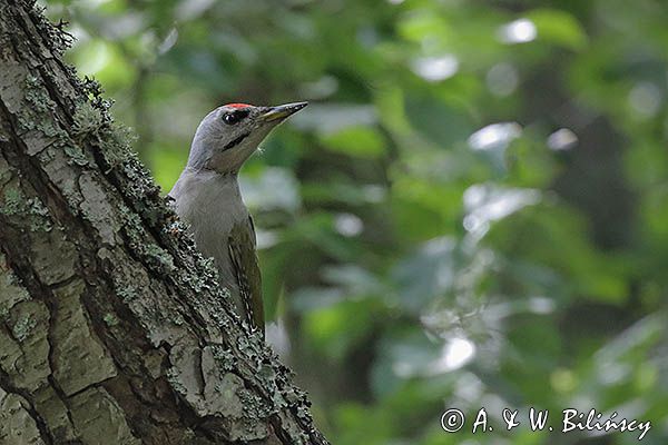 dzięcioł zielonosiwy Picus canus