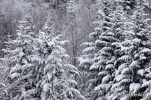 las zimowy