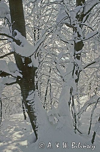 Pnie drzew w zimowej szacie