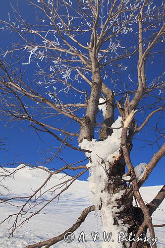 na Połoninie Wetlińskiej, Bieszczady, oblodzone drzewo, sople