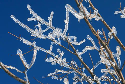 na Połoninie Wetlińskiej, Bieszczady, lód na gałęziach