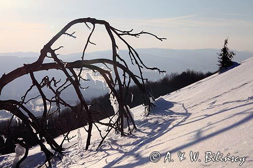 na Połoninie Wetlińskiej, Bieszczady, sople