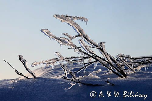 na Połoninie Wetlińskiej, Bieszczady, oblodzone gałęzie