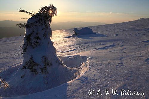 na Połoninie Wetlińskiej, Bieszczady