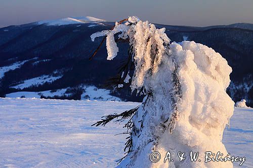 na Połoninie Wetlińskiej, Bieszczady, w tle Rawki
