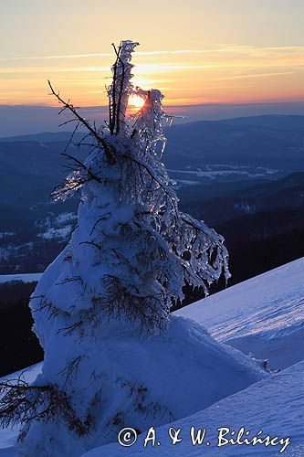 na Połoninie Wetlińskiej, Bieszczady