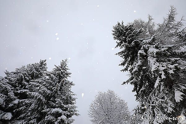 Drzewa. Pada śnieg
