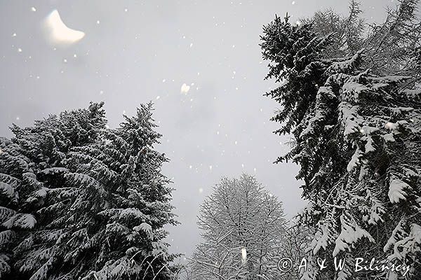 Drzewa. Pada śnieg