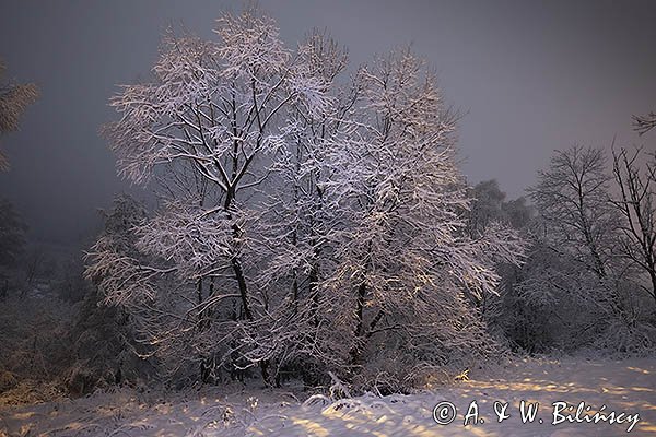 Drzewa nocą