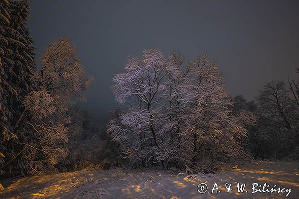 Drzewa nocą