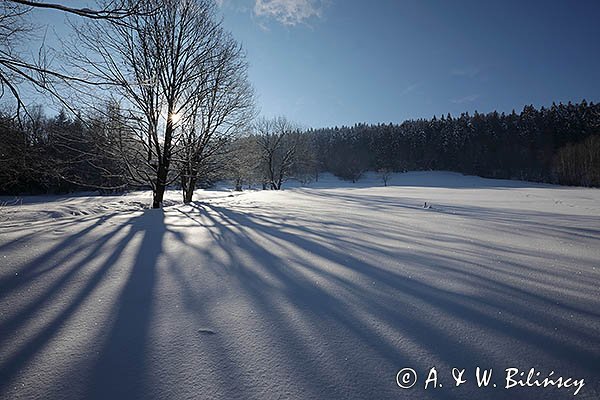 Zima, cienie, cień drzewa, pod słońce
