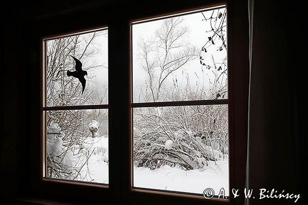 Zima za oknem