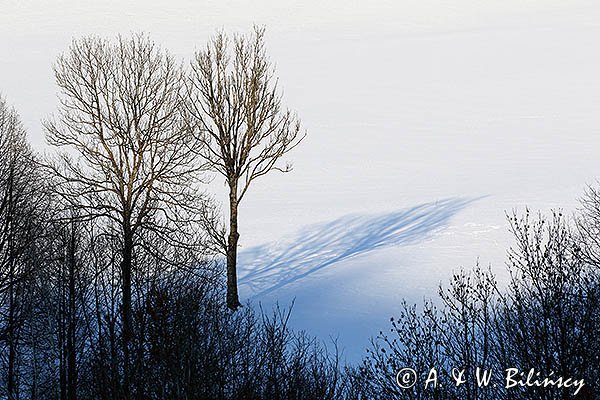 Zima, cień drzewa