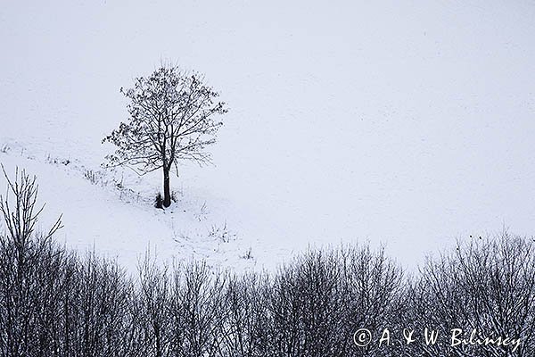 Samotne drzewo, Góry Sanocko-Turczańskie