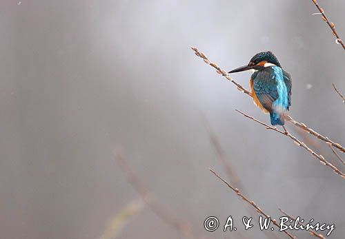 Zimorodek zwyczajny, Alcedo atthis