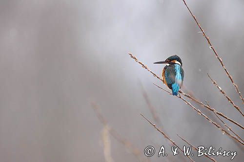 Zimorodek zwyczajny, Alcedo atthis