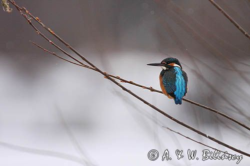 Zimorodek zwyczajny, Alcedo atthis