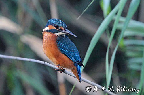 Zimorodek, Alcedo atthis, Kingfisher, fot. A.& W. Bilińscy, Bank zdjęć