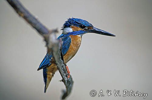 Zimorodek, Alcedo atthis