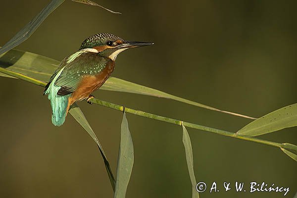 Zimorodek, Zimorodek zwyczajny, Alcedo atthis