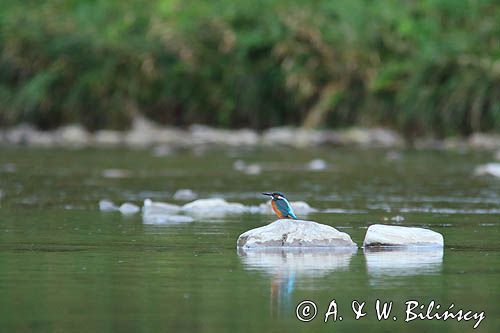 Zimorodek zwyczajny, Alcedo atthis