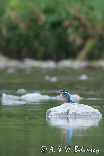 Zimorodek zwyczajny, Alcedo atthis