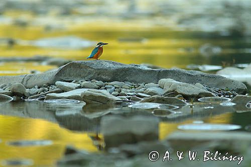 Zimorodek zwyczajny, Alcedo atthis