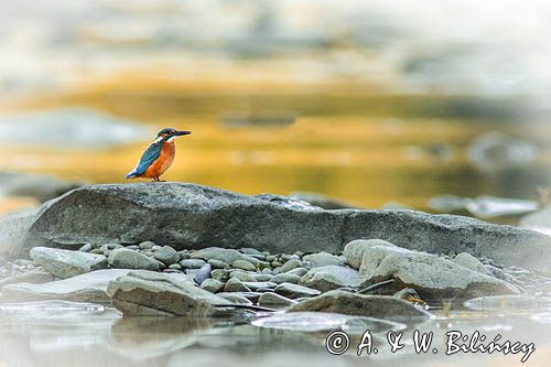 Zimorodek zwyczajny, Alcedo atthis