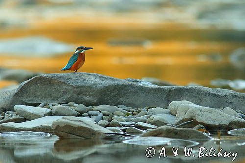 Zimorodek zwyczajny, Alcedo atthis