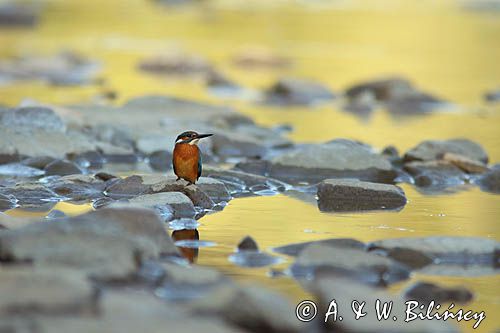 Zimorodek zwyczajny, Alcedo atthis