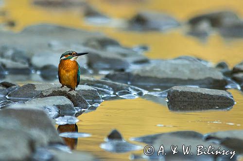 Zimorodek zwyczajny, Alcedo atthis