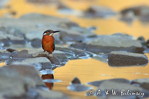 Zimorodek zwyczajny, Alcedo atthis