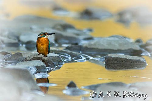 Zimorodek zwyczajny, Alcedo atthis