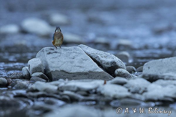 Zimorodek zwyczajny, Alcedo atthis