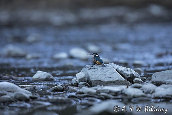 Zimorodek zwyczajny, Alcedo atthis