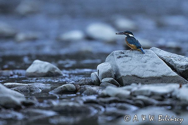 Zimorodek zwyczajny, Alcedo atthis