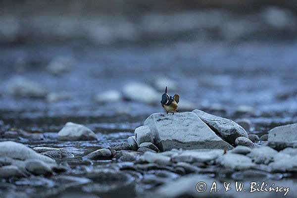 Zimorodek zwyczajny, Alcedo atthis