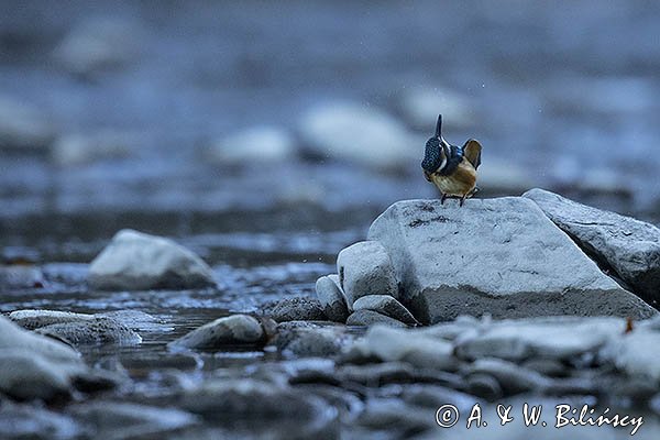 Zimorodek zwyczajny, Alcedo atthis