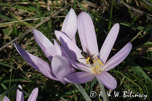 zimowit jesienny Colchicum autumnale)