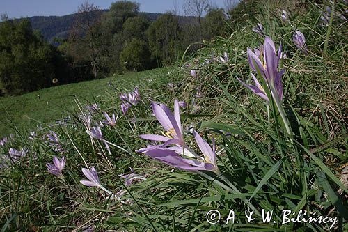 zimowit jesienny Colchicum autumnale)