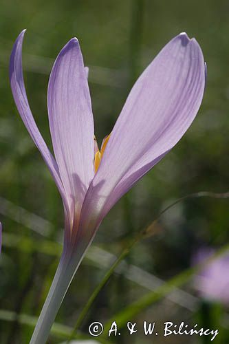 zimowit jesienny Colchicum autumnale)