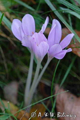 zimowit jesienny Colchicum autumnale)