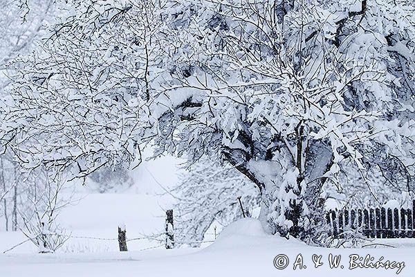 Zima, grusza polna, Bieszczady