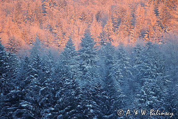 Zima, ściana lasu o zachodzie słońca